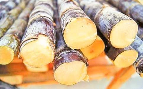 甘蔗的作文15篇(经典)