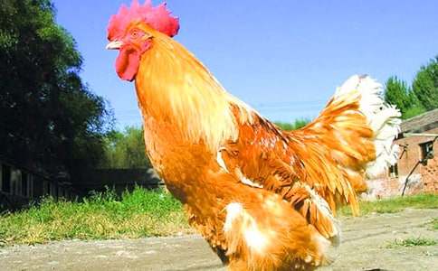 大公鸡作文【优选15篇】