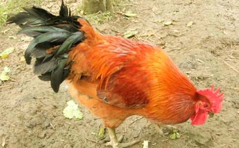 《美丽的大公鸡》语言教案