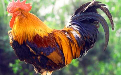 公鸡下蛋作文汇编(11篇)