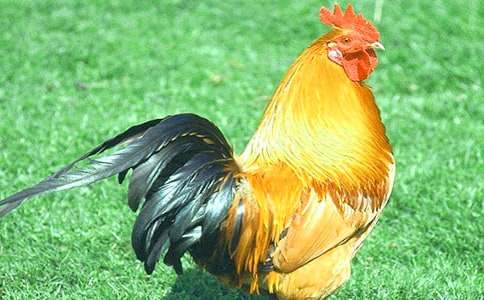 金鸡冠的公鸡教案汇编6篇