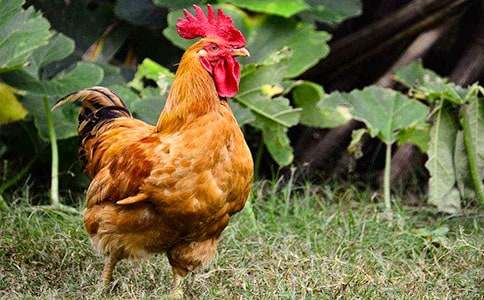 美丽的公鸡教案