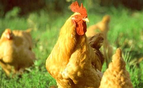 《小公鸡和小鸭子》教案优秀