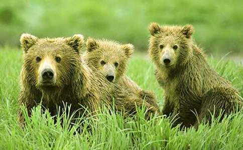 两只笨狗熊教案