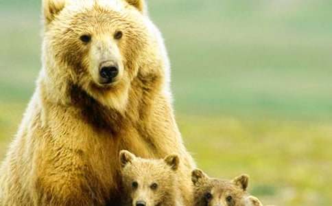 大班语言《两只笨狗熊》教案