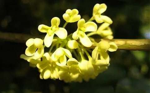 桂花的花语含义及传说故事介绍