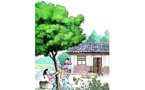 《桂花雨》教案范文（通用9篇）