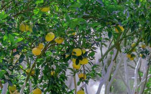 果园土地转让合同范本