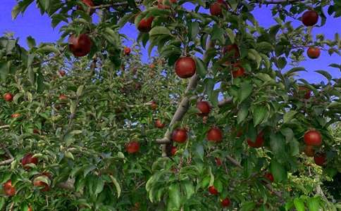 土地果园转让合同范本