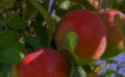 个人果园承包合同7篇【优秀】