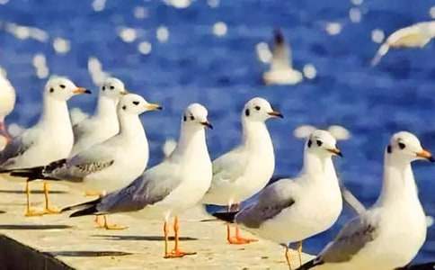 海鸥乔纳森读后感15篇【优秀】