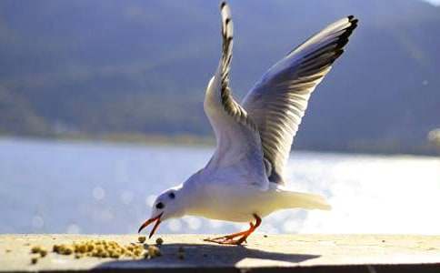 《海鸥乔纳森》读后感15篇