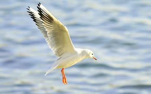 《海鸥乔纳森》读后感(集锦15篇)
