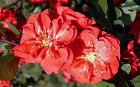 [精华]大鱼海棠观后感