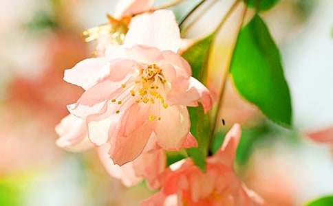 海棠花的花语大全