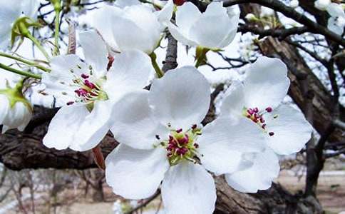 大鱼海棠的观后感（精选35篇）