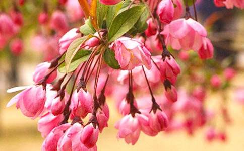 《大鱼海棠》观后感精选15篇