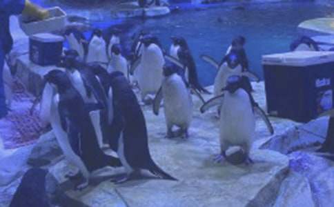 香港海洋公园导游词4篇