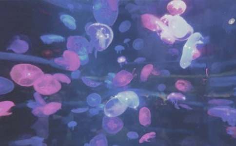 海洋公园的导游词