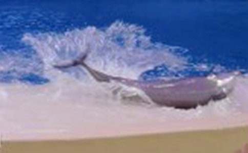 《蓝色的海豚岛》读后感（精选49篇）