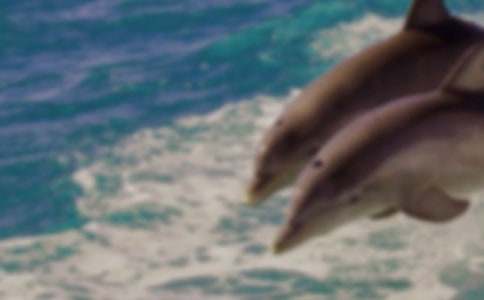 蓝色的海豚岛读后感合集(15篇)