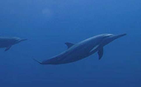 [通用]《蓝色的海豚岛》读后感