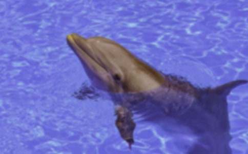 （合集）读《蓝色的海豚岛》有感