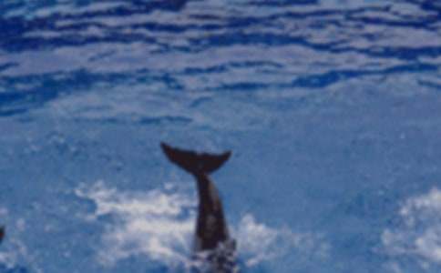 《蓝色的海豚岛》读后感（通用26篇）