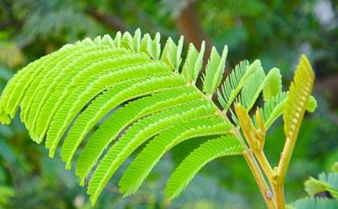 【精选】含羞草小学作文四篇