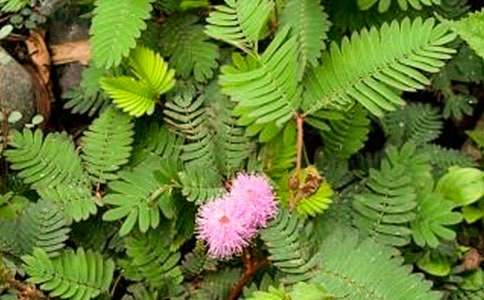 含羞草的花语含义及其传说介绍