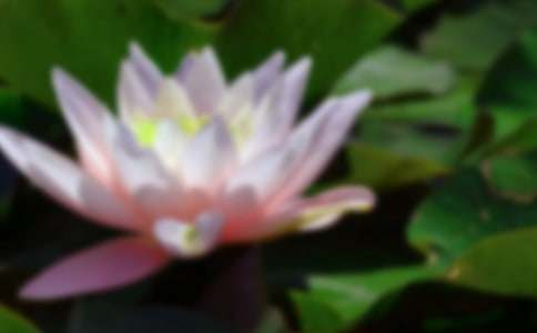 荷花教案范文合集七篇