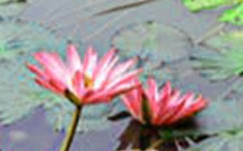 荷花教案模板汇总七篇