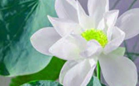 有关荷花教案锦集八篇