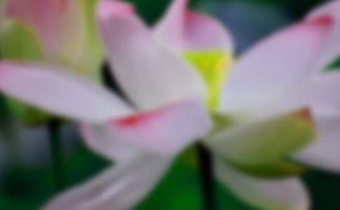 《荷花》教案范文