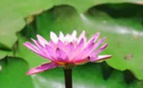 [热门写作]荷花初中作文其四