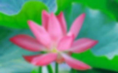 荷花教案范文汇总五篇