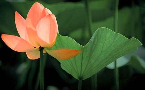 关于荷花教案范文集合五篇