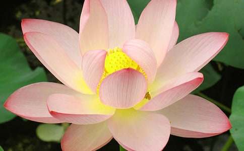 荷花教案模板集锦七篇