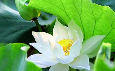 【必备】荷花教案3篇