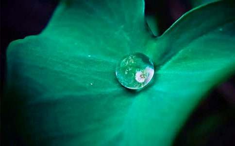 《真想变成大大的荷叶》教案(集合15篇)