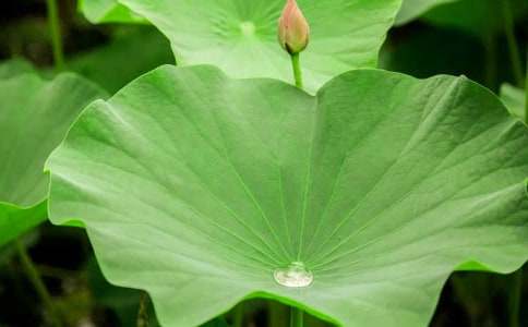 精选《荷叶圆圆》教案范文8篇