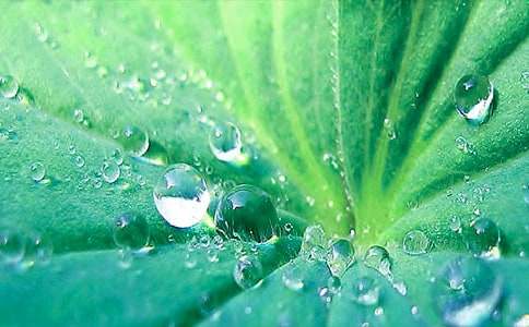 【实用】《荷叶圆圆》教案3篇