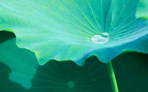 有关《荷叶圆圆》教案模板锦集9篇