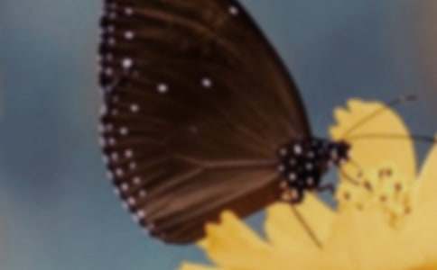 蝴蝶找花教案合集15篇