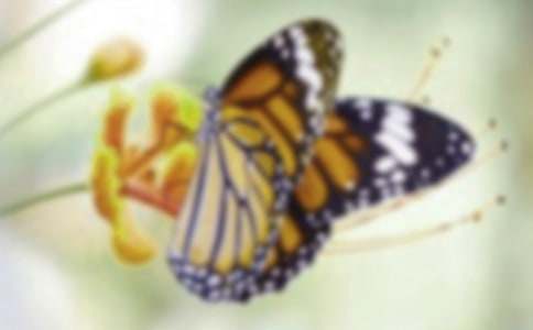 《毛毛虫变蝴蝶》小班教案