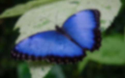 《台湾的蝴蝶谷》教案7篇