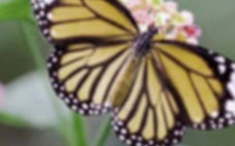 蝴蝶花大班教案