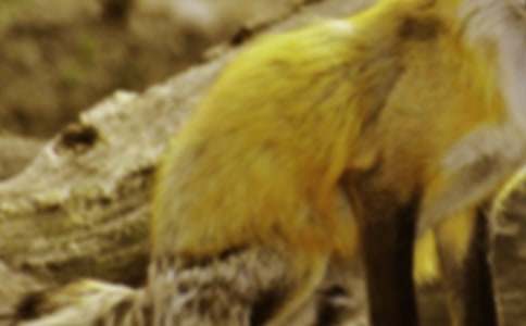 【实用】《狐狸和乌鸦》教案3篇