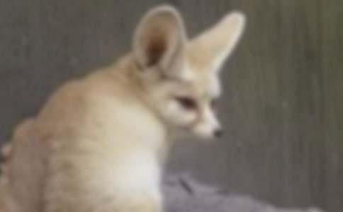 小狐狸教案汇集