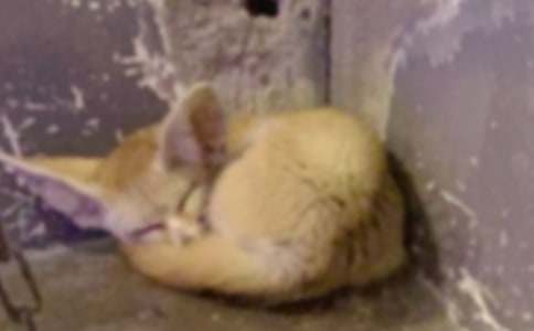 我是一只狐狸狗读后感